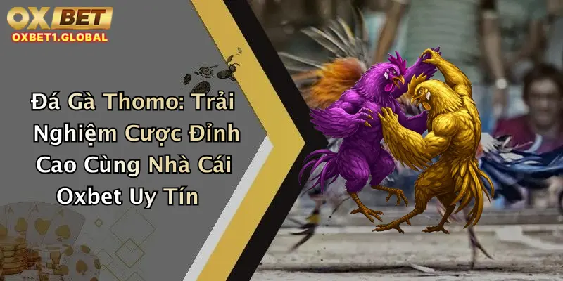 Đá Gà Thomo: Trải Nghiệm Cược Đỉnh Cao Cùng Nhà Cái Oxbet Uy Tín 3 Đá Gà Thomo: Trải Nghiệm Cược Đỉnh Cao Cùng Nhà Cái Oxbet Uy Tín