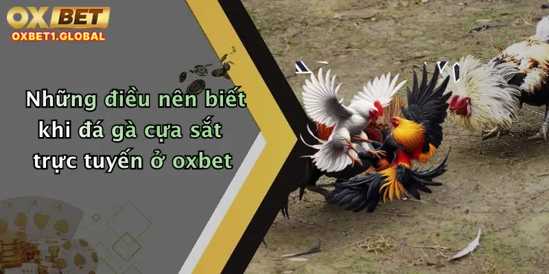 Những điều nên biết khi đá gà cựa sắt trực tuyến ở oxbet