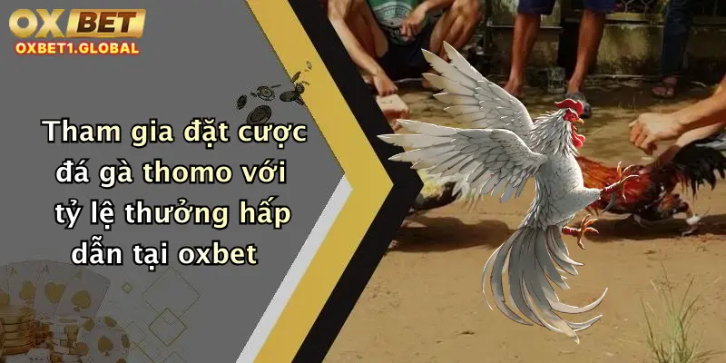 Tham gia đặt cược đá gà thomo với tỷ lệ thưởng hấp dẫn tại oxbet