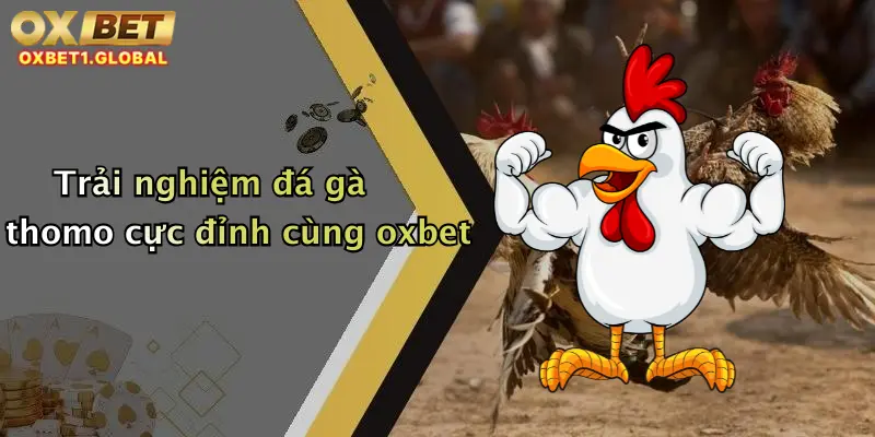 Trải nghiệm đá gà thomo cực đỉnh cùng oxbet